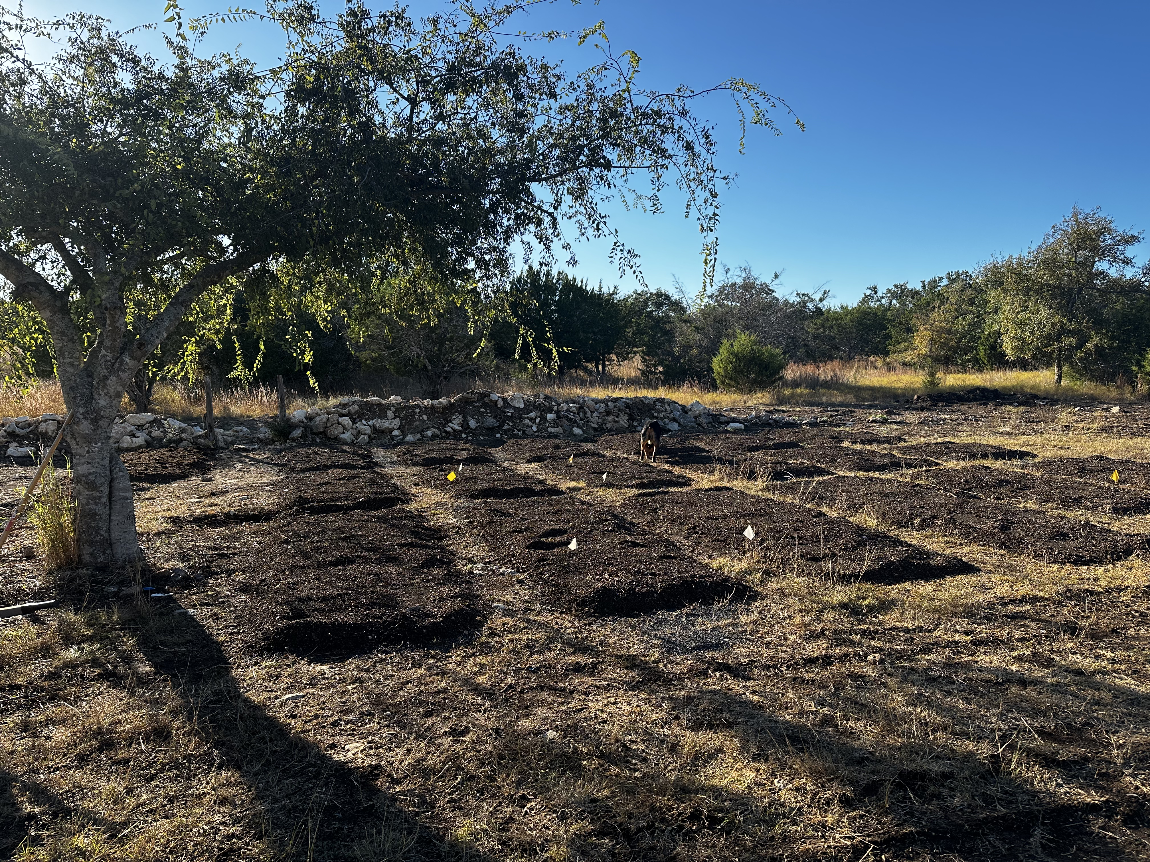 newly planted garden beds under a tree